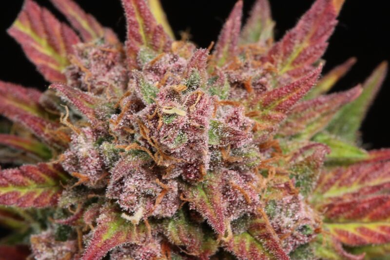 Lemon Cherry Cookies Auto, Фасовка: 5, изображение 21